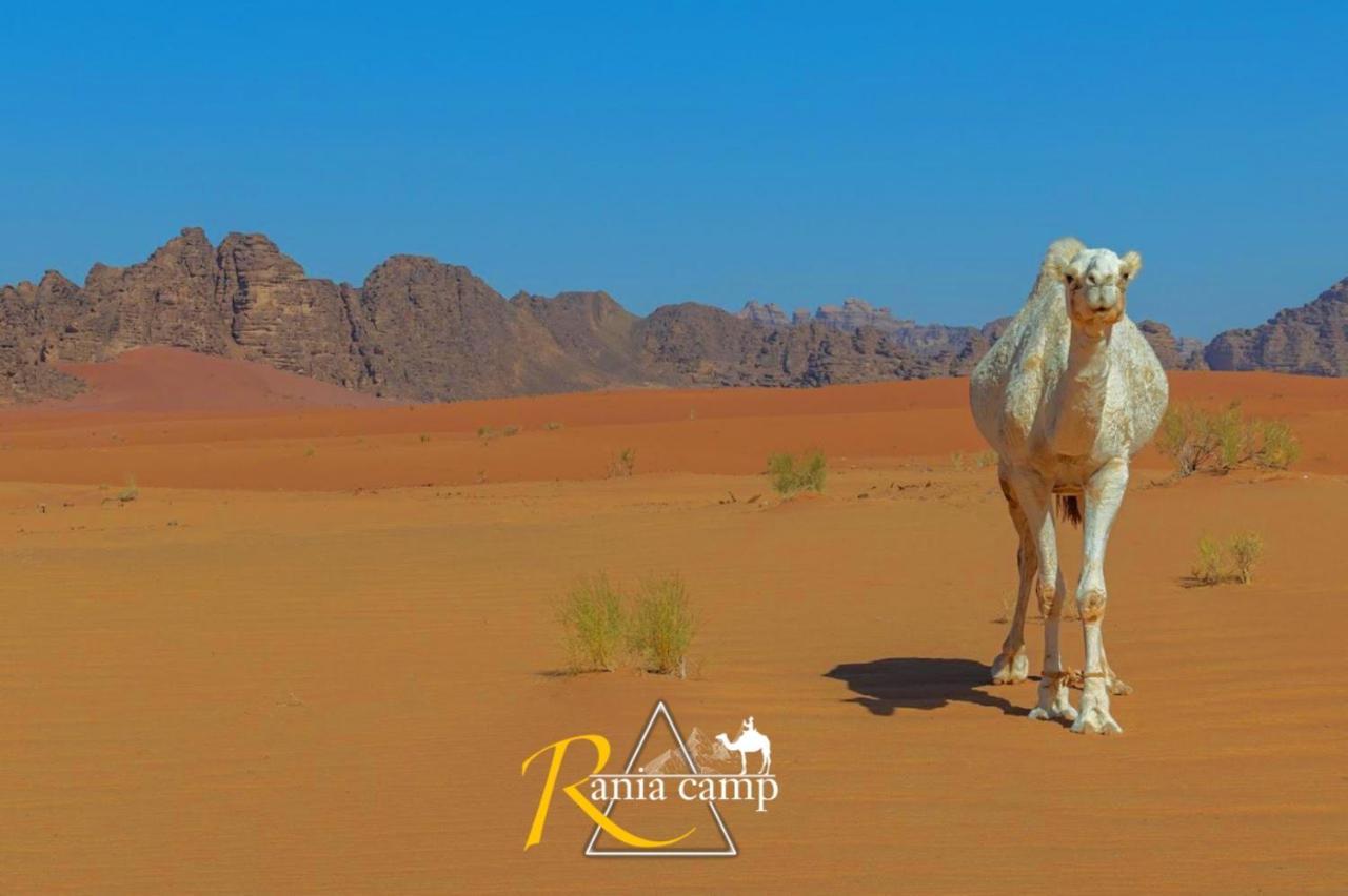 Wadi Rum,Rania Camp Luaran gambar